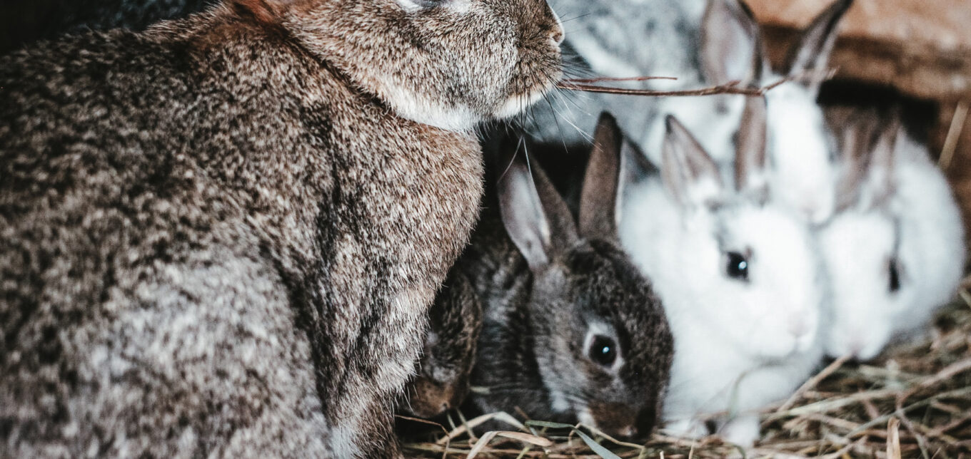 How Many Rabbits How Many Rabbits In One Pen